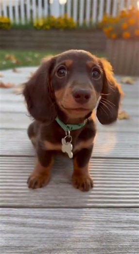 Cute baby wiener dog lays down! #cute #dog #puppy #animalworld