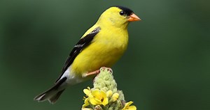 American Goldfinch Similar Species to, All About Birds, Cornell Lab of Ornithology