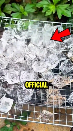 4K views · 15 reactions | China’s Strangest Food Trend ️流 It’s...