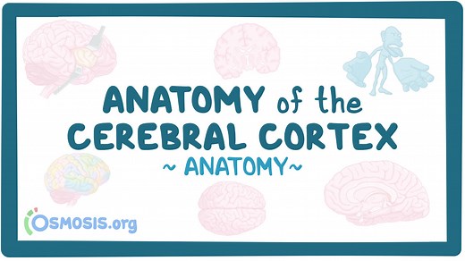 Anatomy of the cerebral cortex: Video, Causes, & Meaning | Osmosis