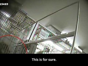 Laboratory’s monkeys