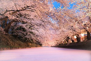 Hirosaki Park in Cherry Blossom Season | Japan‘s Local Treasures | Travel Japan （JNTO）
