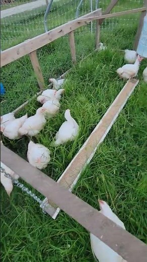 Chicken tractor gets a new roof