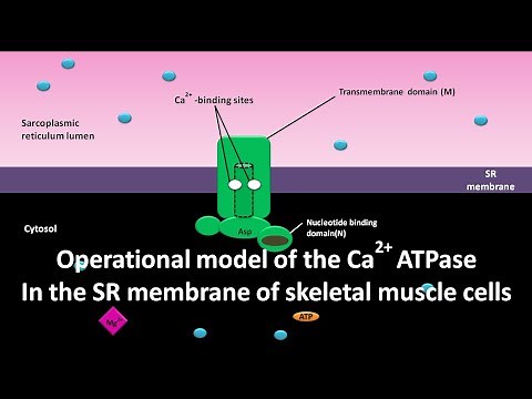 Operational model of Ca2+ ATPase in the SR membrane of skeletal muscle cells