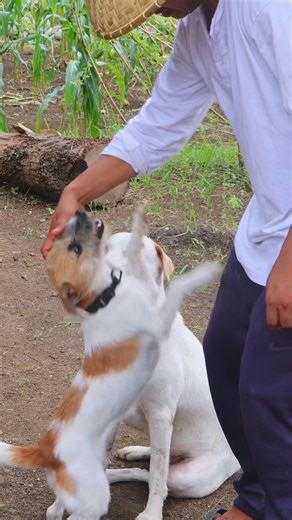 Pakol | Joseph The Explorer