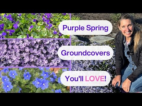 9 Purple Ground Covers That Will WOW Your Garden!💜