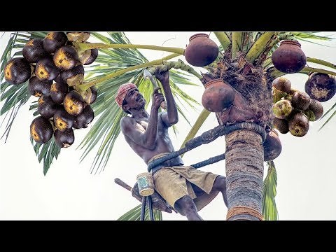 Toddy Palmyra Fruit Harvesting and Processing - India Agriculture Tradition - Palmyra Palm Jaggery