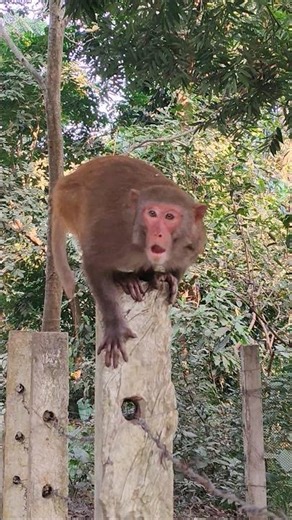 Funny but Scary: Monkey Attack for Food! 🍌😱