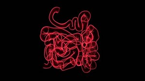 Anatomie des menschlichen Dünndarmsystems 3D-Animation: Stockvideos & Filmmaterial (100 % lizenzfrei) 3440452945 | Shutterstock