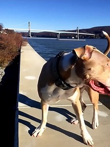 🌈 Goodbye, Kiah 🕊️ Last night at 10:15 PM, our brave and beautiful police dog, Kiah, took her final breath. 💔 Just a day earlier, she was full of life — happy, strong, and as loyal as ever. None of us could have imagined how quickly things would change. What we thought was just tired breathing turned out to be congestive heart failure. Despite every effort, medication, and prayer, her body couldn’t fight any longer. Letting her go was the hardest thing we’ve ever done. For 14 unforgettable ye