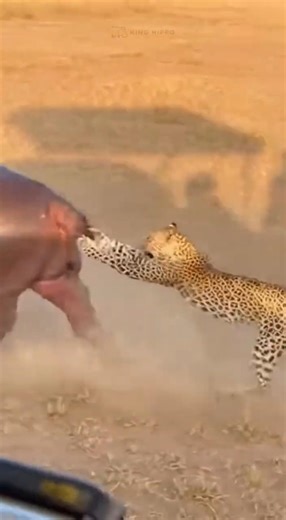 Leopard Attacks… Rhino’s Wild Defense Shocks Everyone 😳