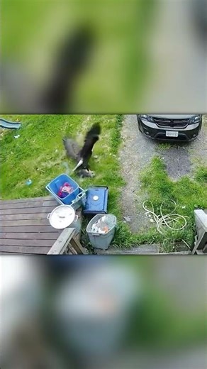 Eagle Grabs Yorkie at Home — Dog Miraculously Escapes!