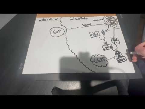 G2 Checkpoint Pathway Project