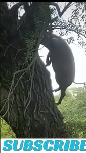 drunk pig #funny #comedy #funnyvideo #funnyshorts #comedyshorts #animals