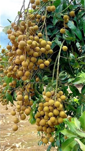 It seems like you're missing that "Fruit Freedom"#HomeGrownGrapes​#GrapeVine​#UrbanFarming #nature