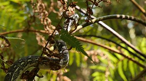 Python Snake In Rainforest Fern Tree - Stock Footage SBV-313895644 - Storyblocks