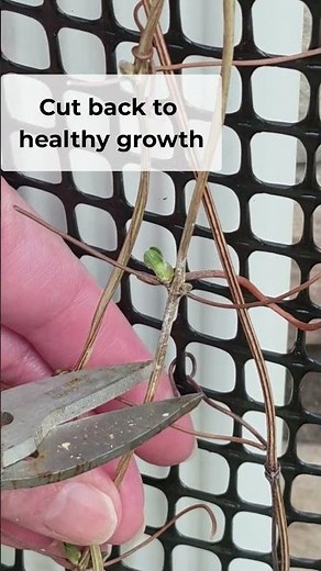 How to Prune Clematis for Spring (Even if It Looks Dead)