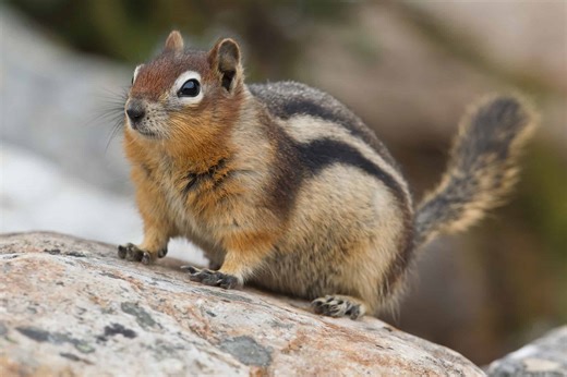 Surprising Differences Between Chipmunks and Squirrels