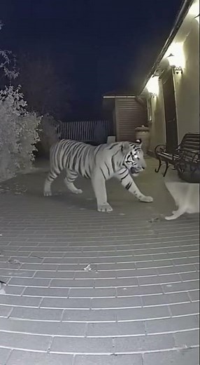 The brave cat saved the dog! #animals #viral #save #cat #dog #tiger #brave