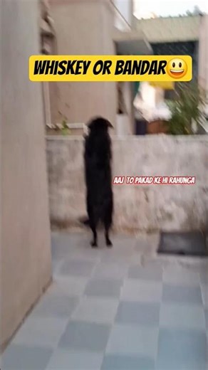 “Whiskey Chasing a Monkey 😂🐶 | Dog vs Monkey Funny Fight” #viral