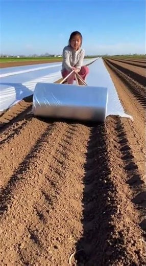 Fast & Easy Mulching 🌿 Plastic Mulch Setup Save Time and Grow More #shorts #viral