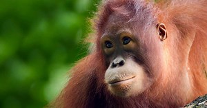 Sukau Rainforest Lodge - Award Winning Jungle and Nature Lodge