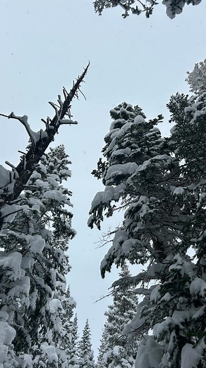 6.9K views · 23 reactions | No poopin on powder days ⛷️ #sendit #powder #skii #skiing #carnage | Drew Slaugh | Facebook