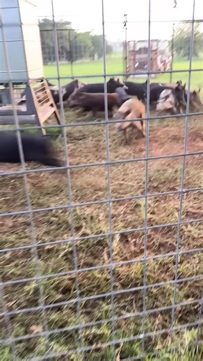 104K views · 2.1K reactions | The largest wild boar trap!! | Mahadir | Facebook