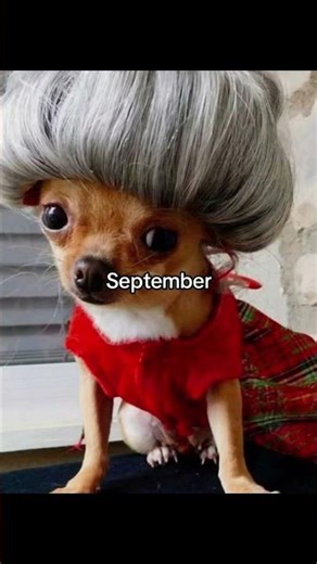 cute dressed up animal part2 #cat #dog #anime #catmemes #katseye #horse #cute #pretty #pookie #funny