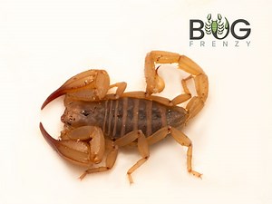 Flinders ranges scorpion (Urodacus elongatus) CB Babies - Bug Frenzy