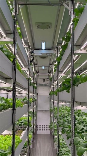 Inside a Container Farm for Leafy Greens 🌱#container #shorts