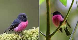 Australian Pink Robins Are Cute And Energetic And Particularly Round