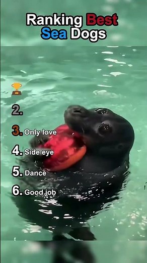 Ranking Best Sea Dogs #funny #animals #shorts