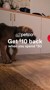Grab what they need now, bounce back for the stuff they really fluffin' want 👀 | Petco
