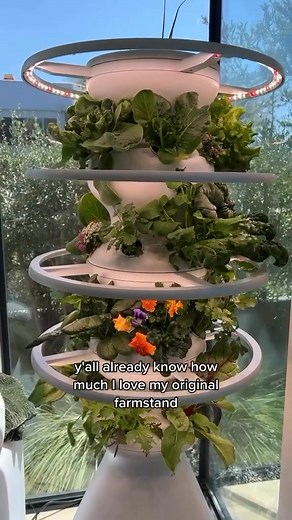 Fresh, Organic Veggies at Home, No Garden Needed! Stop buying wilted greens! Lettuce Grow's Farmstand makes it easy to grow fresh, organic produce right at home even if you don’t have a backyard. Imagine plucking homegrown kale or basil for your next meal no pesticides, no chemicals. Fresh, healthy food at your fingertips! Ready to grow your own fresh food? Tap to get started with Lettuce Grow today! 🌱 | Lettuce Grow