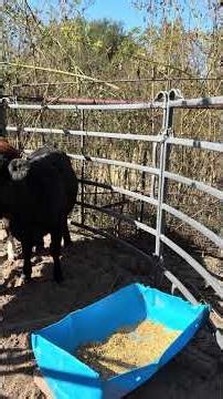 Chute Training #homemade #homestead #farming #farmstead #cow