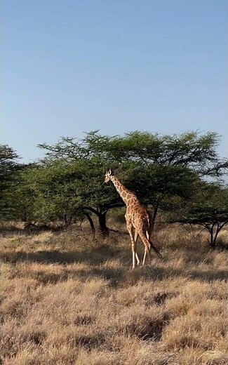 4 Days. 2 Iconic Destinations. 1 Unforgettable Safari. KENYA SAFARIS ANNEST KENYA SAFARIS