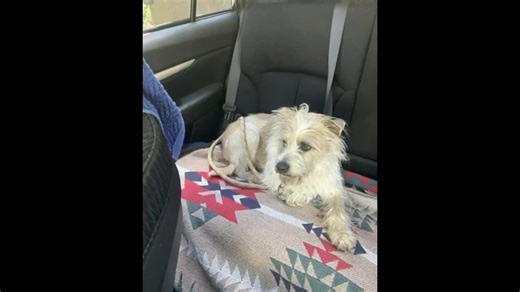 651K views · 10K reactions | A terrier mix named Rippy was missing for days when someone finally heard his barks for help. @davidmuirabc shares how the rescuers never gave up on their mission to retrieve him from the 50-foot cliff he was stuck on and get him home safely, #AmericaStrong. | ABC World News Tonight with David Muir | Facebook