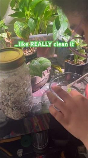 $2 TISSUE CULTURE ?! | Rare plants | philodendron white princess | plant tutorials #plantcon