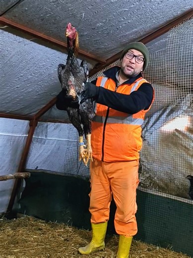 Exploring Dev Creatures: Sharks, Bunnies, and More