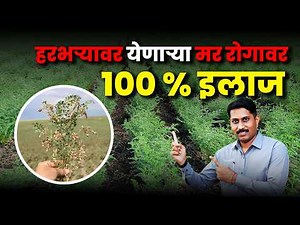 हरभऱ्यातील फिजेरियम बुरशी कशी थांबवावी? Fusarium Wilt Control | Soil Disease Management l AgroStar