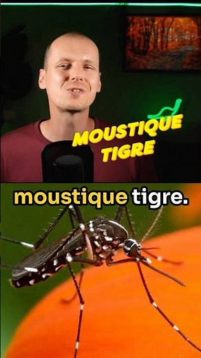 Will the tiger mosquito conquer France? #invasion #animals #ecology #health #climate