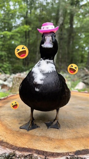 10M views · 24K reactions | How I feel after joining that line dancing Facebook Group 鸞 Video by Dunkin Ducks Music by Alan Jackson | Facebook | Facebook