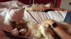 1.6K views · 189 reactions | INSTRUCTION VIDEO: HOW TO SURVIVE A ZOMBIE ATTACK? with drill sergeant CATWOMAN | Superdog & Batdog | Facebook