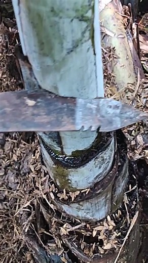 planting cucumbers on banana trees #banana #timun