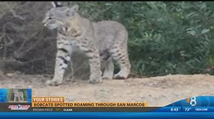 Bobcats spotted roaming through San Marcos
