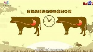 什么是动物反刍