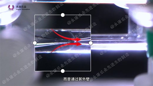 【实验案例分享】微流控气泡再升级：间隙注入 尺寸精控，DUAL/ALFA双芯片实测对比！