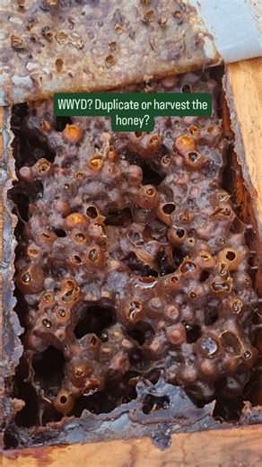 3K views · 24 reactions | What would you do if you opened this stingless bee hive and saw how full this hive was? Duplicate so you have two hives, or harvest some honey? Let me know in the comments and follow for more stingless bees! #nativebee #savethebees #beesofinstagram | The Stingless Bee Lady | Facebook