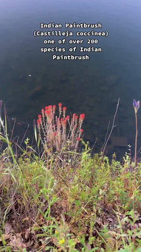 Exploring California's Indian Paintbrush Wildflowers